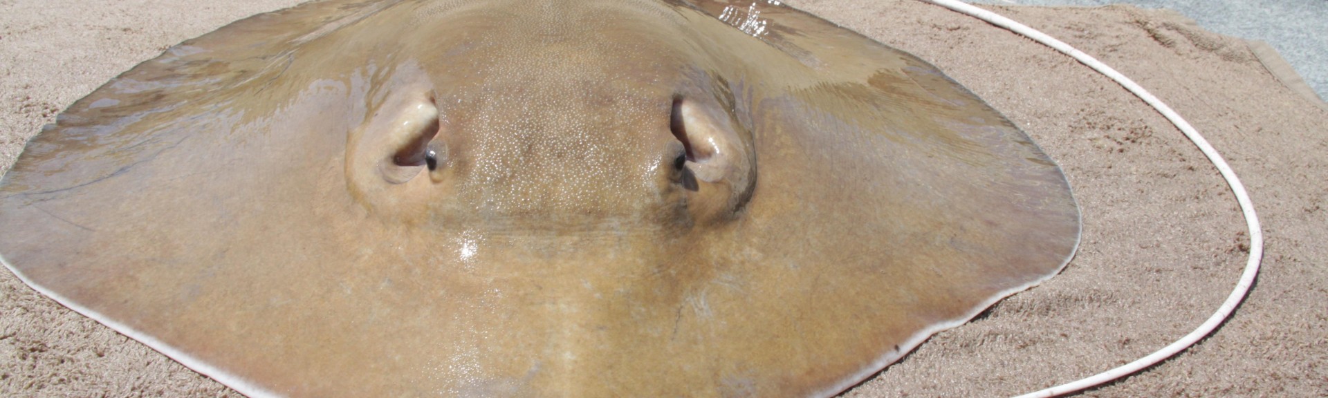 Giant Stingray Discovered In Northern Australia Australian Marine